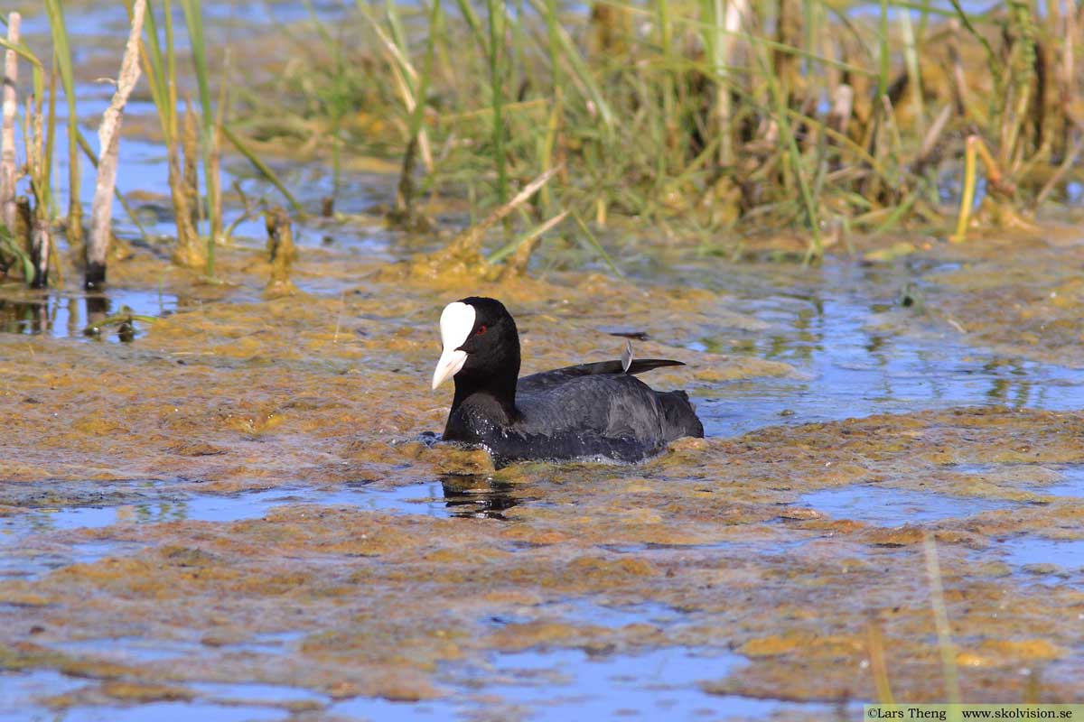 Sothöna, Fulica atra